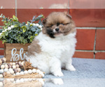 Small Photo #12 Pomeranian Puppy For Sale in DECATUR, IN, USA