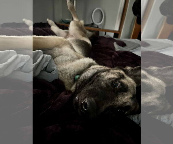 Medium Photo #2 German Shepherd Dog Puppy For Sale in New Hill, NC, USA