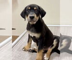 Small #1 Labrador Retriever Mix