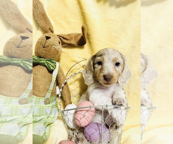 Medium Photo #1 Dachshund Puppy For Sale in BEMIDJI, MN, USA