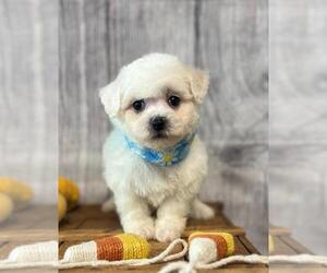 Bichon Frise Puppy for sale in ORO VALLEY, AZ, USA