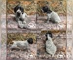 Puppy Girl 302126F11R German Shorthaired Pointer