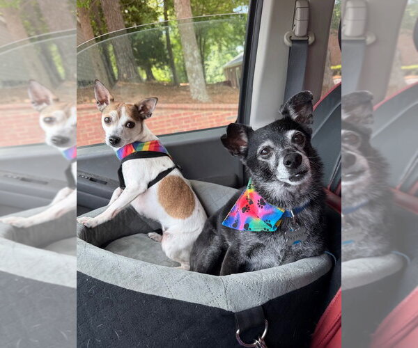 Medium Photo #7 Chihuahua-Unknown Mix Puppy For Sale in Ellijay, GA, USA
