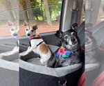Small #6 Chihuahua Mix