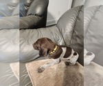 Small Photo #25 German Shorthaired Pointer Puppy For Sale in EDGEMOOR, SC, USA