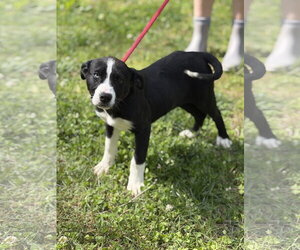 Labrador Retriever-Unknown Mix Dogs for adoption in Yardley, PA, USA
