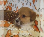 Image preview for Ad Listing. Nickname: Boots