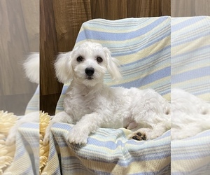 Coton de Tulear Puppy for sale in SENECA FALLS, NY, USA