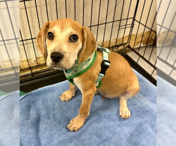 Medium Photo #1 Labbe Puppy For Sale in Lawrenceville, NJ, USA