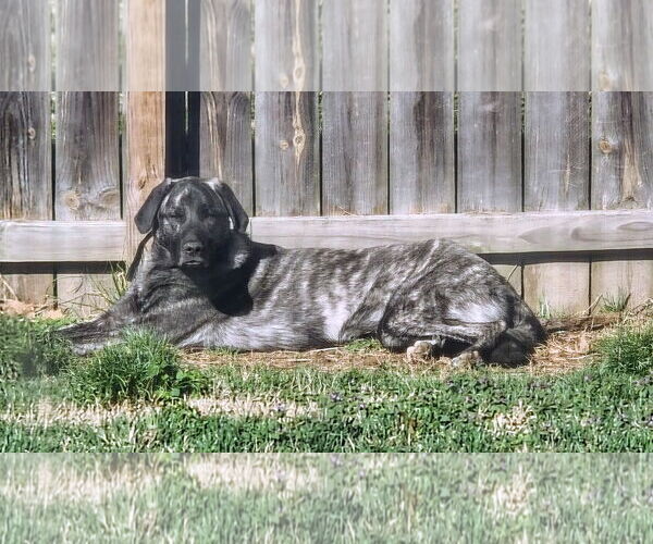 Medium Photo #2 Anatolian Shepherd Puppy For Sale in Higley, AZ, USA
