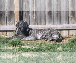 Small #1 Anatolian Shepherd