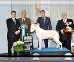 Small #4 Dogo Argentino