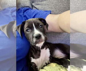 American Pit Bull Terrier-Unknown Mix Dogs for adoption in Hillsboro, MO, USA