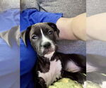 Small American Pit Bull Terrier Mix