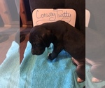 Small Photo #55 Great Dane Puppy For Sale in MINERAL WELLS, TX, USA