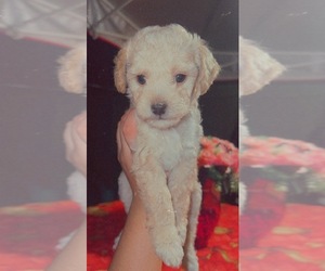 Poodle (Miniature) Puppy for sale in RIALTO, CA, USA