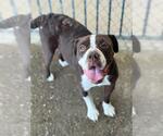 Small #1 Boxer