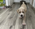 Puppy Nala Cane Corso