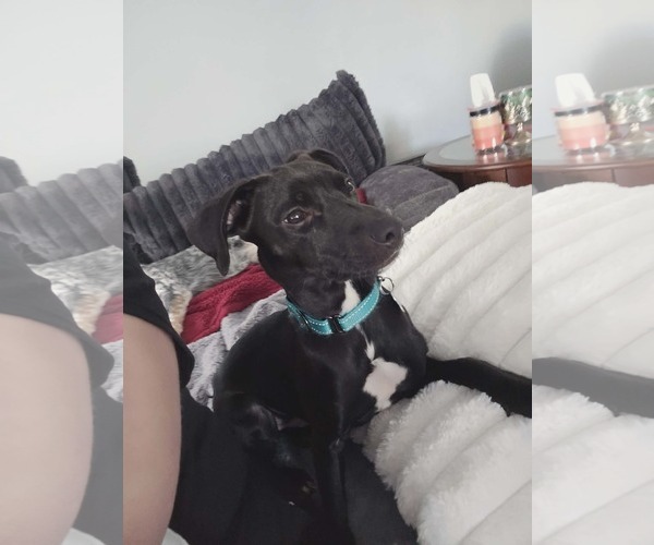 Medium Photo #2 Pug-Whippet Mix Puppy For Sale in Sheboygan, WI, USA