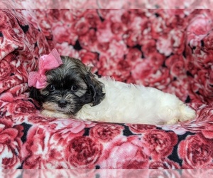 Zuchon Puppy for sale in NOTTINGHAM, PA, USA