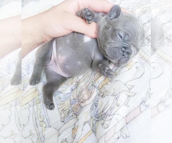 Medium Photo #9 French Bulldog Puppy For Sale in MARYSVILLE, WA, USA