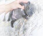 Small Photo #9 French Bulldog Puppy For Sale in MARYSVILLE, WA, USA