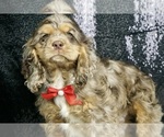 Small Photo #7 Cocker Spaniel Puppy For Sale in WARSAW, IN, USA