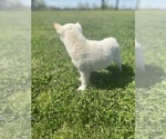 Small Photo #4 Shiba Inu Puppy For Sale in MONETT, MO, USA