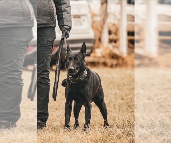 Medium Photo #1 German Shepherd Dog Puppy For Sale in WILMINGTON, DE, USA