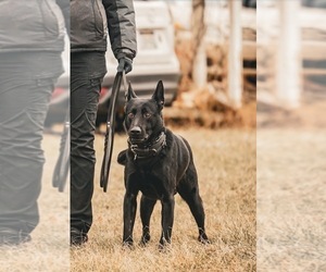 Father of the German Shepherd Dog puppies born on 02/17/2026