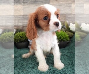 Cavalier King Charles Spaniel Puppy for sale in CARLISLE, KY, USA
