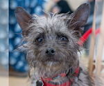 Small #8 Cairn Terrier Mix