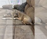 Small #10 Staffordshire Bull Terrier Mix