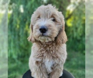 Goldendoodle (Miniature) Puppy for sale in MYERSTOWN, PA, USA