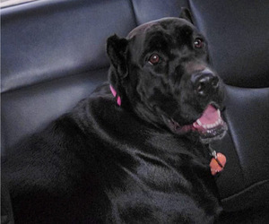 Mother of the Cane Corso puppies born on 12/27/2022
