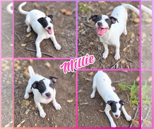 Medium Photo #1 American Bulldog-Unknown Mix Puppy For Sale in Blacksburg, SC, USA