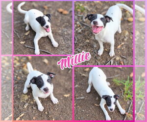 American Bulldog-Unknown Mix Dogs for adoption in Blacksburg, SC, USA