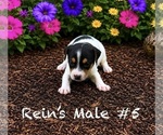 Puppy Male 5 Jack Russell Terrier