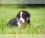 Small #4 Pembroke Welsh Corgi