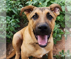 German Shepherd Dog-Great Pyrenees Mix Dogs for adoption in Clinton, OK, USA