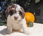 Small #5 Miniature Bernedoodle