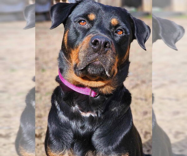 Medium Photo #7 Rottweiler-Unknown Mix Puppy For Sale in Cary, NC, USA