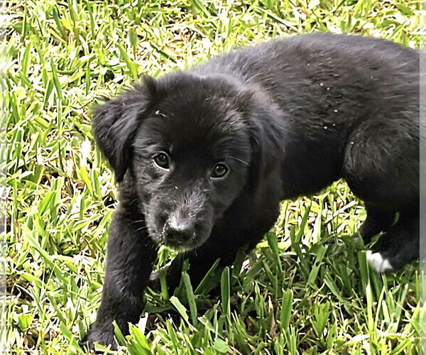 Medium Photo #3 German Shepherd Dog-Unknown Mix Puppy For Sale in Royal Palm Beach, FL, USA
