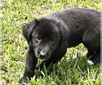 Small #2 German Shepherd Dog Mix