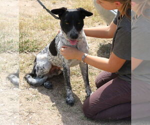 Medium German Shepherd Dog-German Shorthaired Pointer Mix