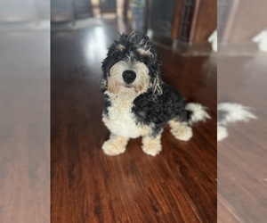 Mother of the Bernedoodle (Miniature) puppies born on 03/14/2026