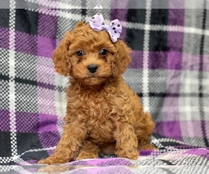 Cavapoo-Poodle (Miniature) Mix Puppy for sale in LAKELAND, FL, USA