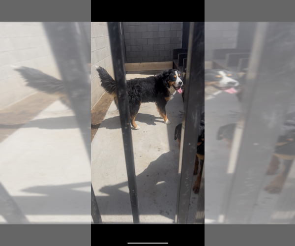 Medium Photo #1 Bernese Mountain Dog Puppy For Sale in RIVERSIDE, CA, USA