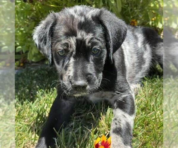 Medium Photo #4 Catahoula Leopard Dog-Labrador Retriever Mix Puppy For Sale in San Diego, CA, USA