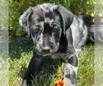Small #3 Catahoula Leopard Dog-Labrador Retriever Mix